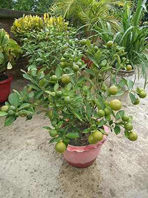 Nandini business group Lemon Plant(Hybrid, Pack of 1)