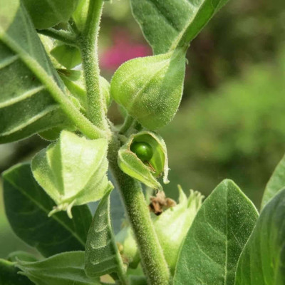 VibeX Ashwagandha Seed(50 per packet)