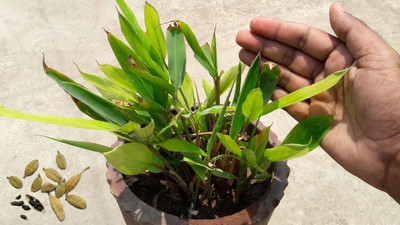 CYBEXIS XLR-57 - Green Cardamom True - (540 Seeds) Seed(540 per packet)