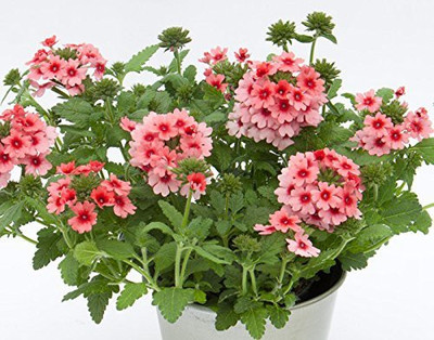 ACCELCROP Verbena- Mammoth Mix Seed(80 per packet)