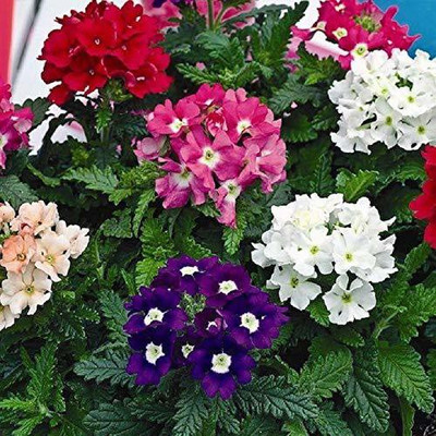 ACCELCROP Verbena Seeds Seed(60 per packet)