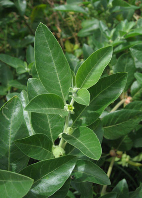 VibeX Ashwagandha Seed(250 per packet)