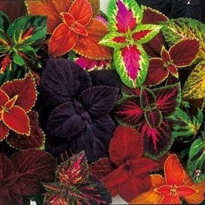 CYBEXIS Flower Seeds Coleus - Improved Rainbow Mixed Seed(1 g)
