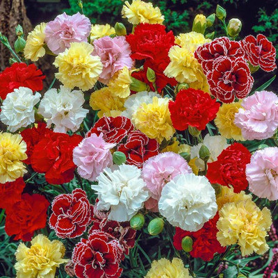 Mozette Carnation Flower Seed(52 per packet)