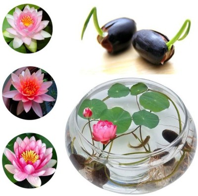 Qausain ™Lotus Flower Seeds Seed(10 per packet)