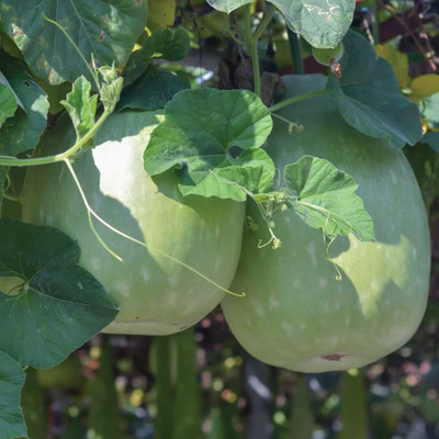 Menpulam Ash Gourd Seed(50 per packet)