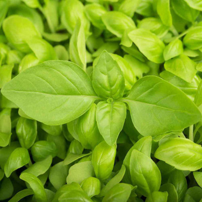 Paudha Lemon Basil Seed(22 per packet)