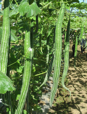 Menpulam Snake Gourd Seed(50 per packet)