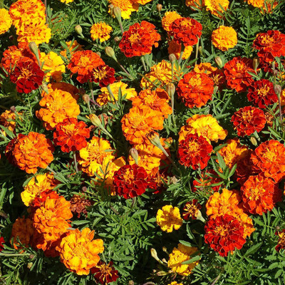 Mozette Hybrid Mari Gold Mix Seed(55 per packet)