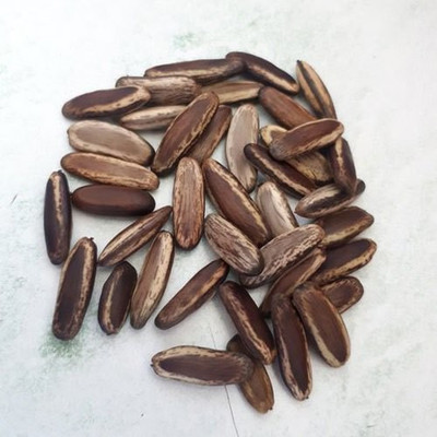 Ravel Gulmohar Seeds/Ornamental tree seed/Avenue Tree seed/Delonix regia seed_20 Seed(20 per packet)