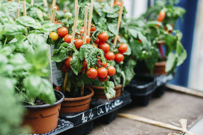 Menpulam HYBRID Tomato seeds Seed(50 per packet)