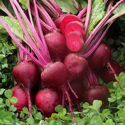 Sjeme Sweetheart beetroot seed Seed(75 per packet)