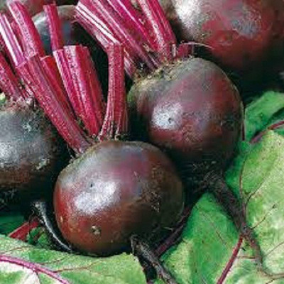 Sjeme Gladiator beetroot seed Seed(10 per packet)