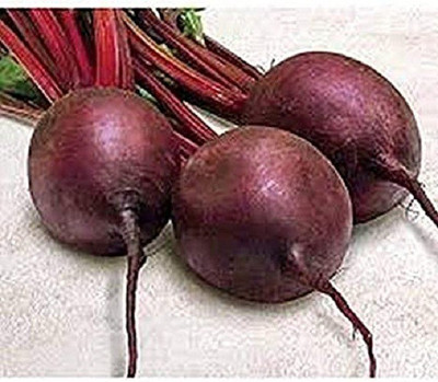 Sjeme Pacemaker beetroot seed Seed(20 per packet)