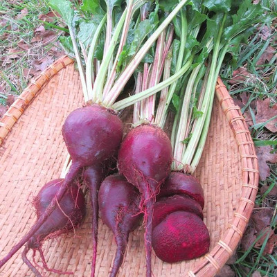 Sjeme Lutz Green Leaf beetroot seed Seed(55 per packet)