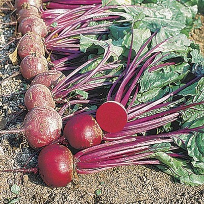 Sjeme Moulin Rouge beetroot seed Seed(15 per packet)