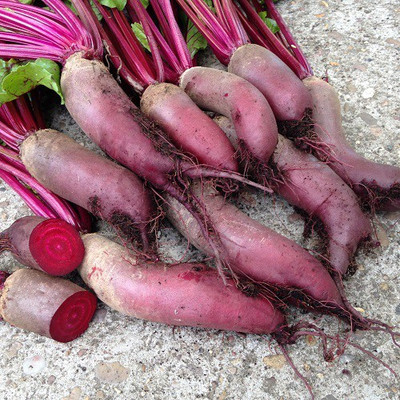 Sjeme Cylindra beetroot seed Seed(100 per packet)