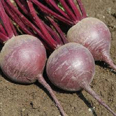 Sjeme Merlin beetroot seed Seed(45 per packet)