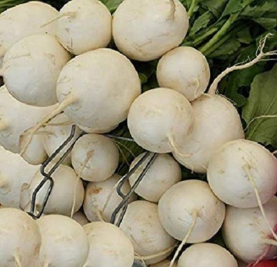 Sjeme White Detroit beetroot seed Seed(200 per packet)