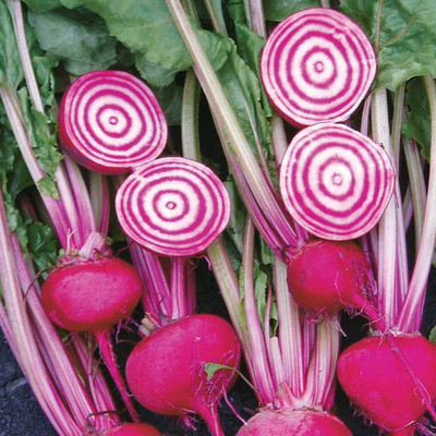 Sjeme Chioggia beetroot seed Seed(40 per packet)