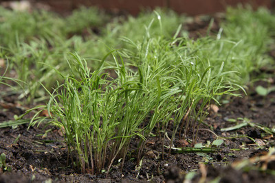 XOLDA Dill soya leaves Seed(15 per packet)