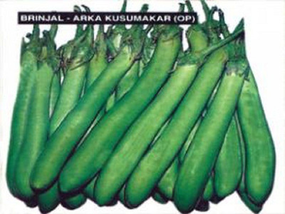Sjeme Arka kusmukar brinjal / baigun seeds Seed(400 per packet)