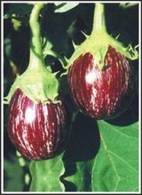 Sjeme Manjri Gota brinjal / baigun seeds Seed(250 per packet)