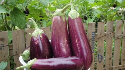 Sjeme brinjal / baigun Seed(30 per packet)