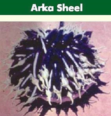 Sjeme Arka sheel brinjal / baigun seeds Seed(75 per packet)