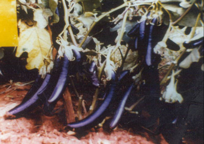 Sjeme brinjal Seed(55 per packet)