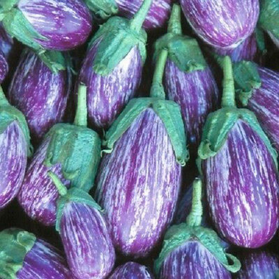 Sjeme brinjal / baigun Seed(10 per packet)