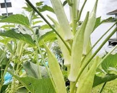 Sjeme Lady Finger Silver Queen Bhindi / Lady Finger Seeds- 300 Seed(300 per packet)