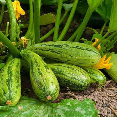 VibeX Squash Seed(1 per packet)