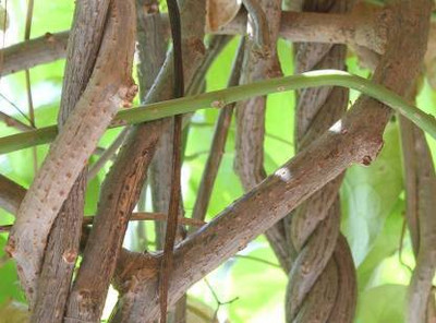 Gift Sharma Agency Neem Giloy/Giloy Plant Fresh Stems , fight with very diseases and viruses Seed(20 per packet)