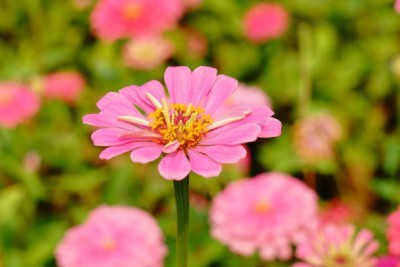 Splorias Zinnia Seed(15 per packet)