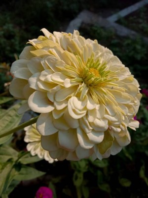 Splorias Zinnia Seed(40 per packet)