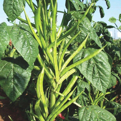 Menpulam Cluster Beans Seed(50 per packet)