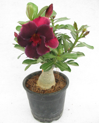 Grinian Adenium Plant(Hybrid, Pack of 1)
