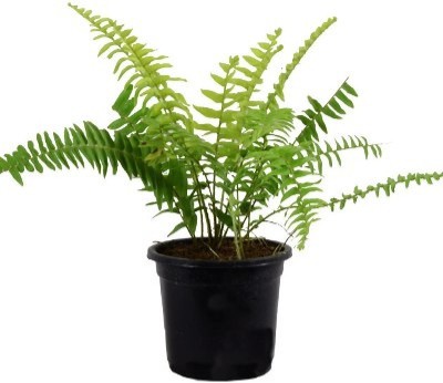 pankaj nursery Fern Plant(Hybrid, Pack of 1)