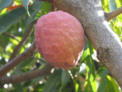 Platone Custard Apple Plant(Hybrid, Pack of 1)