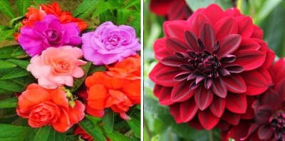 xcentax Dahlia Seed, ROSE Seed(15 per packet)