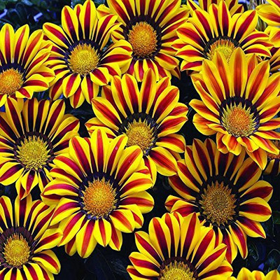 KANAYA Gazania Starlight Dwarf Seed(38 per packet)