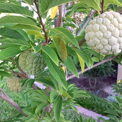 Paudha Custard Apple Seed(10 per packet)