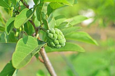 Paudha Custard apple ( setaphal ) Seed(12 per packet)