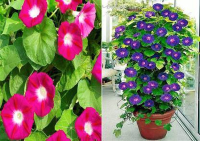 Flora Valley Ipomea Seeds, Morning Glory seeds Seed(40 per packet)