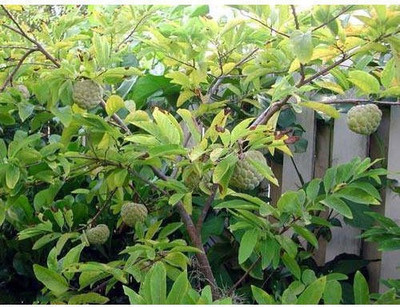 Paudha Custard Apple Seed(35 per packet)