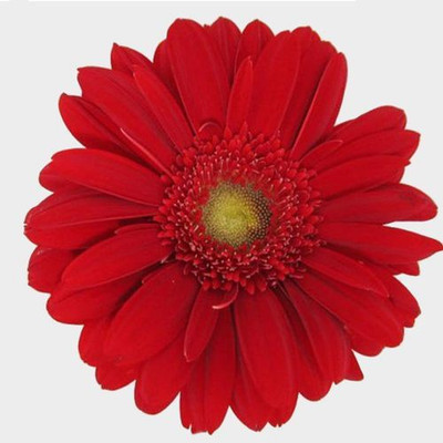 Paudha Daisy Red Seed(41 per packet)