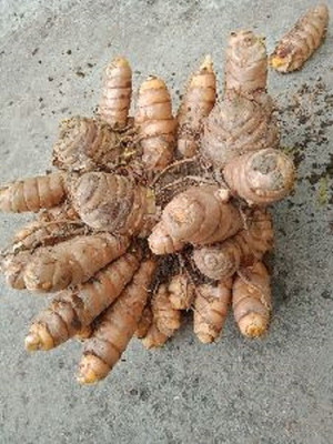 LYRS Turmeric / Haldi Seed Seed(13 per packet)