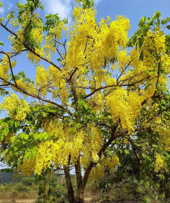 Kapebonavista Amaltas Garmalo live plant not Seed(1 per packet)