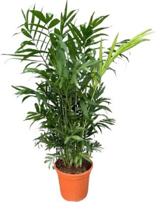 pankaj nursery Chamaedorea Plant(Hybrid, Pack of 1)
